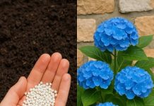 Hydrangeas dying too fast? Here’s what you are missing & what you should do next