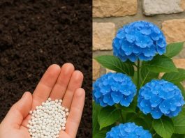 Hydrangeas dying too fast? Here’s what you are missing & what you should do next
