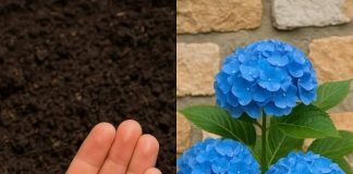 Hydrangeas dying too fast? Here’s what you are missing & what you should do next