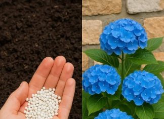 Hydrangeas dying too fast? Here’s what you are missing & what you should do next