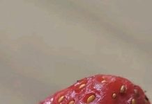 Tiny White Worms in Strawberries? Here’s What They Really Are and Whether Your Berries Are Safe to Eat