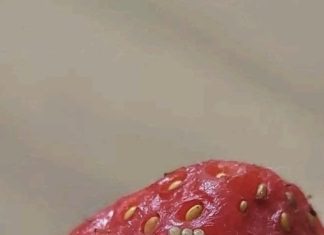 Tiny White Worms in Strawberries? Here’s What They Really Are and Whether Your Berries Are Safe to Eat