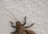 This big prehistoric-looking bug is walking on my ceiling. It has weird flared back legs and looks intimidating. Is it going to bite?