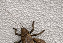 This big prehistoric-looking bug is walking on my ceiling. It has weird flared back legs and looks intimidating. Is it going to bite?