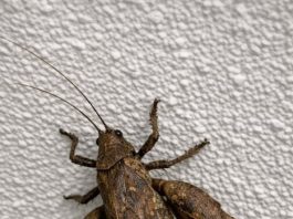 This big prehistoric-looking bug is walking on my ceiling. It has weird flared back legs and looks intimidating. Is it going to bite?