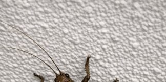 This big prehistoric-looking bug is walking on my ceiling. It has weird flared back legs and looks intimidating. Is it going to bite?