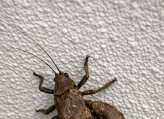 This big prehistoric-looking bug is walking on my ceiling. It has weird flared back legs and looks intimidating. Is it going to bite?