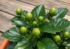 Got hibiscus? 9 critical things you must do this June to get dinner plate sized blooms all summer