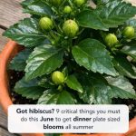 Got hibiscus? 9 critical things you must do this June to get dinner plate sized blooms all summer