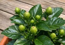 Got hibiscus? 9 critical things you must do this June to get dinner plate sized blooms all summer