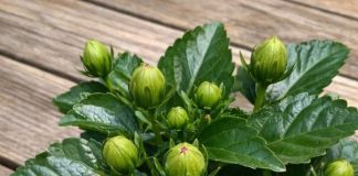 Got hibiscus? 9 critical things you must do this June to get dinner plate sized blooms all summer