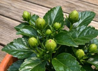 Got hibiscus? 9 critical things you must do this June to get dinner plate sized blooms all summer