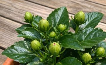 Got hibiscus? 9 critical things you must do this June to get dinner plate sized blooms all summer