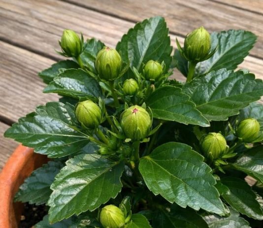 Got hibiscus? 9 critical things you must do this June to get dinner plate sized blooms all summer