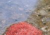 FOUND A STRANGE PULSATING RED BLOB IN A STAGNANT PUDDLE — WHAT COULD IT BE?
