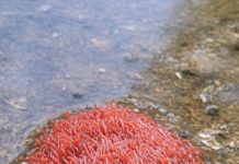 FOUND A STRANGE PULSATING RED BLOB IN A STAGNANT PUDDLE — WHAT COULD IT BE?