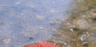 FOUND A STRANGE PULSATING RED BLOB IN A STAGNANT PUDDLE — WHAT COULD IT BE?