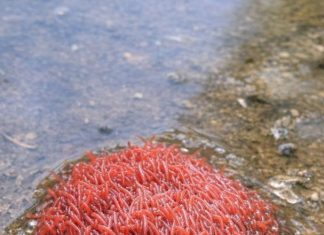 FOUND A STRANGE PULSATING RED BLOB IN A STAGNANT PUDDLE — WHAT COULD IT BE?