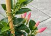 Got mandevilla? 10 essential tasks you must do this June to get it climbing and covered in blooms