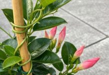 Got mandevilla? 10 essential tasks you must do this June to get it climbing and covered in blooms