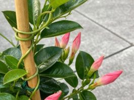 Got mandevilla? 10 essential tasks you must do this June to get it climbing and covered in blooms