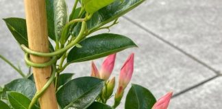 Got mandevilla? 10 essential tasks you must do this June to get it climbing and covered in blooms