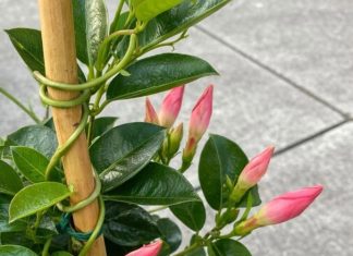 Got mandevilla? 10 essential tasks you must do this June to get it climbing and covered in blooms