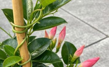 Got mandevilla? 10 essential tasks you must do this June to get it climbing and covered in blooms