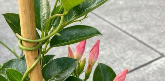 Got mandevilla? 10 essential tasks you must do this June to get it climbing and covered in blooms