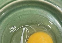 I Thought the White String in My Egg Was Something Dangerous—The Truth Completely Surprised Me