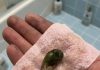 A Mysterious Discovery on Our Bathroom Floor Left Us Searching for Answers