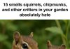 15 smells squirrels, chipmunks, and other critters in your garden absolutely hate