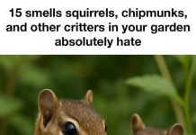 15 smells squirrels, chipmunks, and other critters in your garden absolutely hate