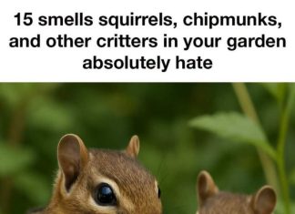 15 smells squirrels, chipmunks, and other critters in your garden absolutely hate