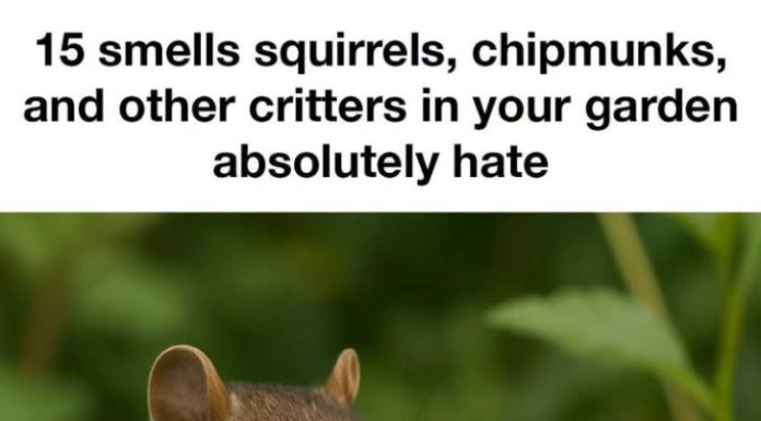 15 smells squirrels, chipmunks, and other critters in your garden absolutely hate