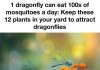 1 dragonfly can eat 100s of mosquitoes a day: Keep these 12 plants in your yard to attract dragonflies