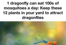 1 dragonfly can eat 100s of mosquitoes a day: Keep these 12 plants in your yard to attract dragonflies