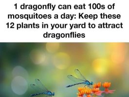 1 dragonfly can eat 100s of mosquitoes a day: Keep these 12 plants in your yard to attract dragonflies