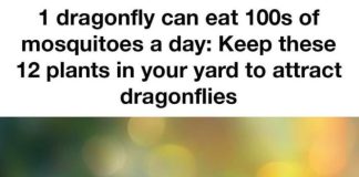 1 dragonfly can eat 100s of mosquitoes a day: Keep these 12 plants in your yard to attract dragonflies