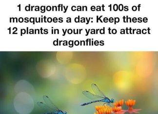1 dragonfly can eat 100s of mosquitoes a day: Keep these 12 plants in your yard to attract dragonflies