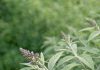 Got butterfly bush? 8 urgent things you must do this June to keep it covered in blooms all summer