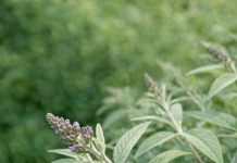 Got butterfly bush? 8 urgent things you must do this June to keep it covered in blooms all summer