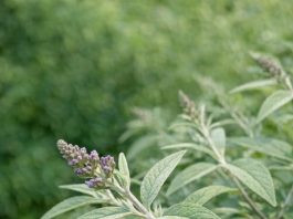 Got butterfly bush? 8 urgent things you must do this June to keep it covered in blooms all summer