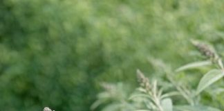 Got butterfly bush? 8 urgent things you must do this June to keep it covered in blooms all summer