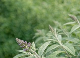 Got butterfly bush? 8 urgent things you must do this June to keep it covered in blooms all summer