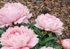 Got peonies blooming? 9 critical things you must do this June to make those gorgeous flowers last weeks longer