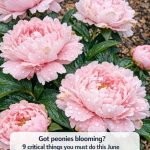 Got peonies blooming? 9 critical things you must do this June to make those gorgeous flowers last weeks longer
