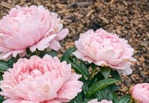 Got peonies blooming? 9 critical things you must do this June to make those gorgeous flowers last weeks longer