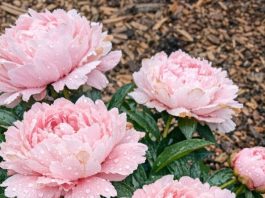 Got peonies blooming? 9 critical things you must do this June to make those gorgeous flowers last weeks longer