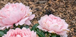 Got peonies blooming? 9 critical things you must do this June to make those gorgeous flowers last weeks longer
